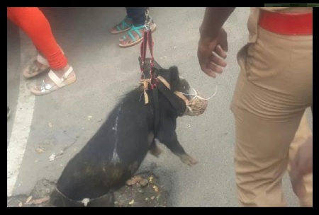 PDk gang with police - a pig was caught- 07-08-2017